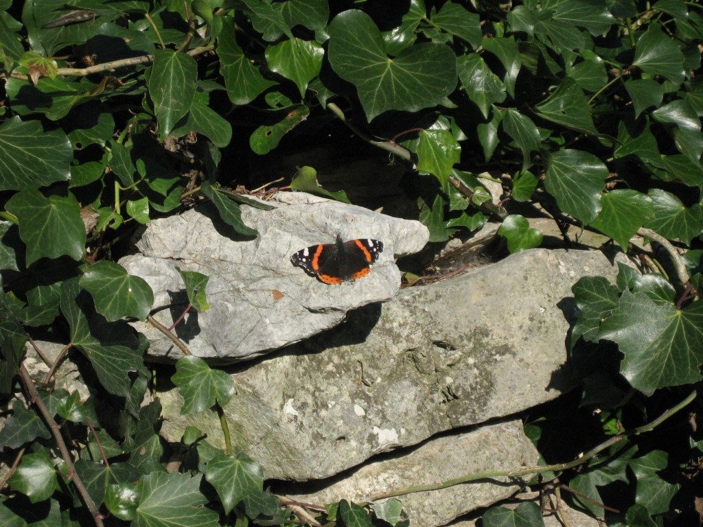 January butterfly, the Red Admiral